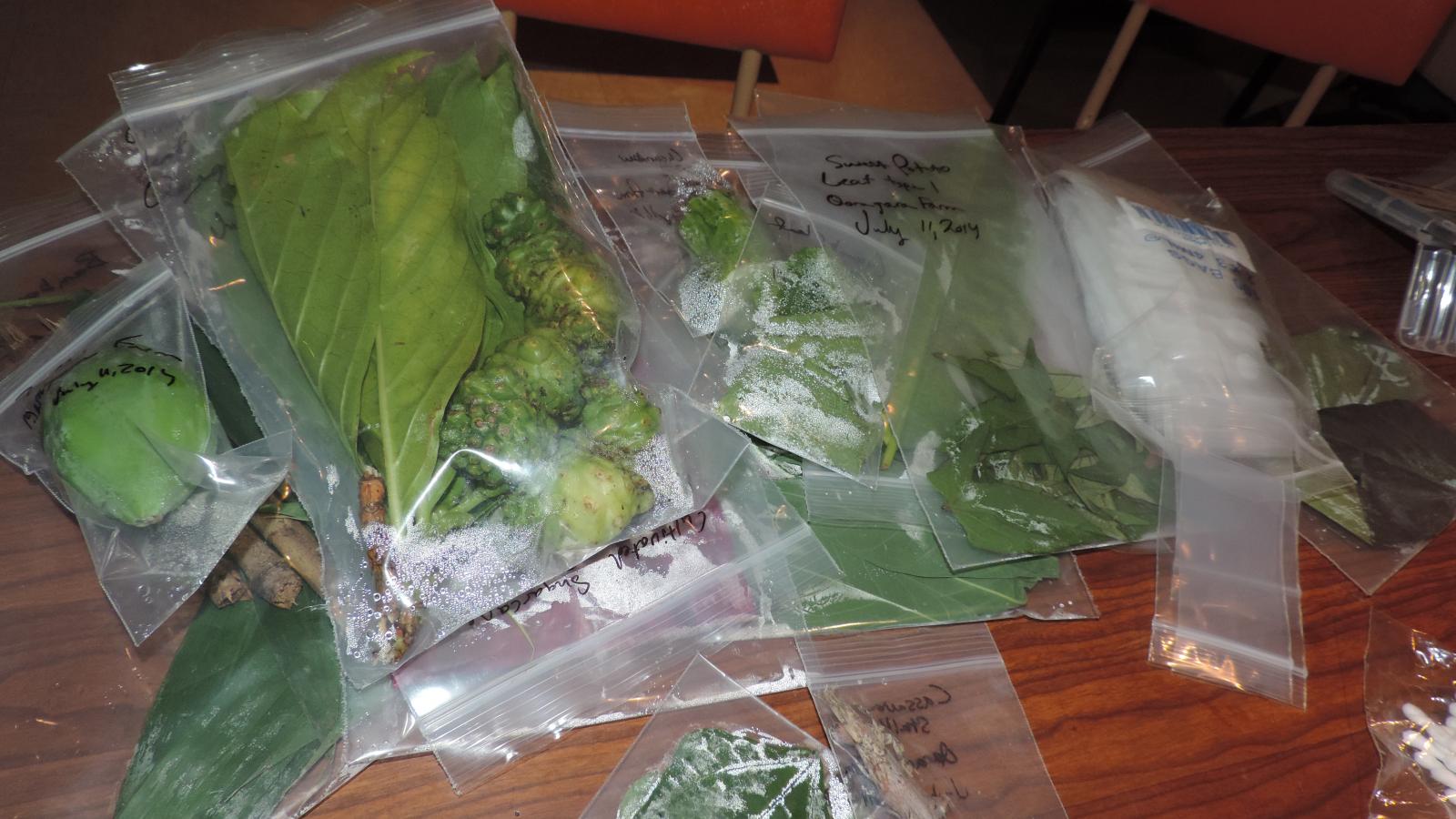 Collecting Fijian plants for isotopic analysis, Pacific Islands Archaeological Research Laboratory (PIARL)